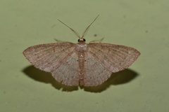 Pleuroprucha rudimentaria