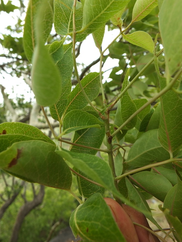 Commiphora caudata