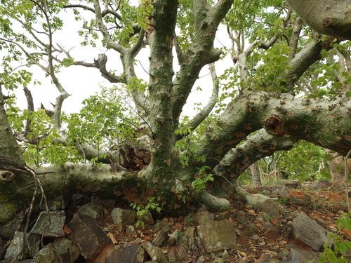 Commiphora caudata
