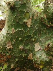 Commiphora caudata