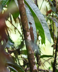 Campylorhamphus pusillus