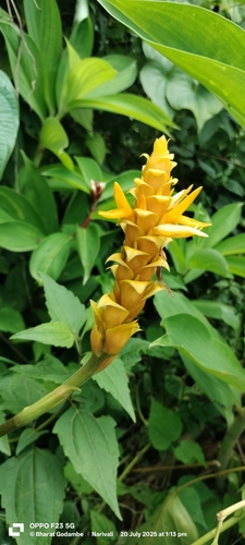 neesam ginger (Zingiber neesanum)