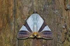 Eulepidotis argyritis