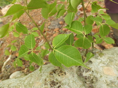 Commiphora caudata