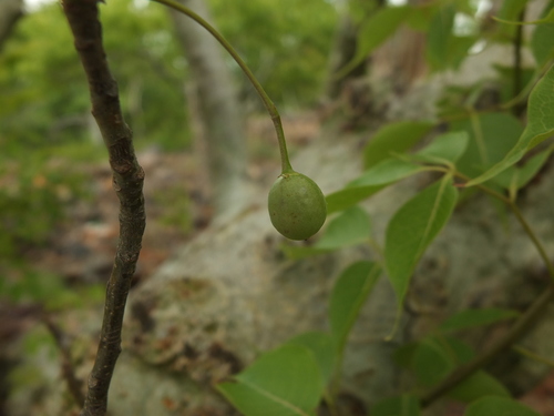 Commiphora caudata