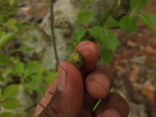 Image of Commiphora caudata by (c) Siddarth Machado, some rights reserved (CC BY)
