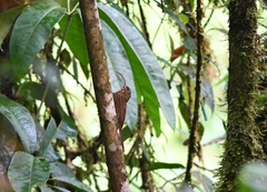 Campylorhamphus pusillus