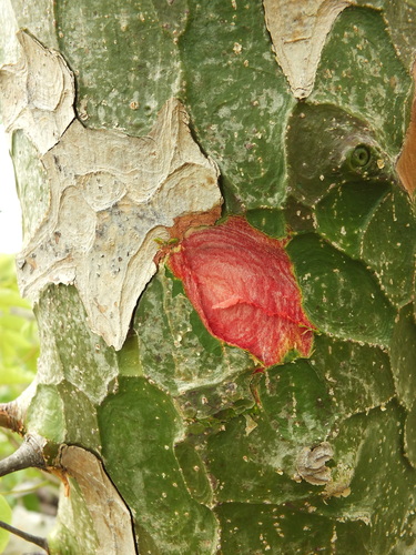 Image of Commiphora caudata by (c) Siddarth Machado, some rights reserved (CC BY)