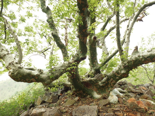 Commiphora caudata