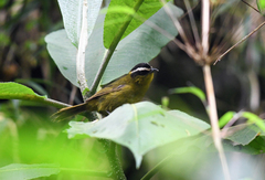 Kleinothraupis atropileus