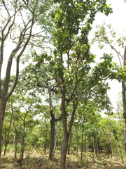 Dolichandrone atrovirens