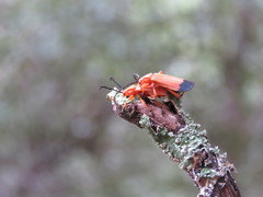 Elytroleptus apicalis