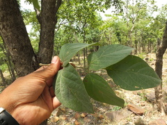 Dolichandrone atrovirens