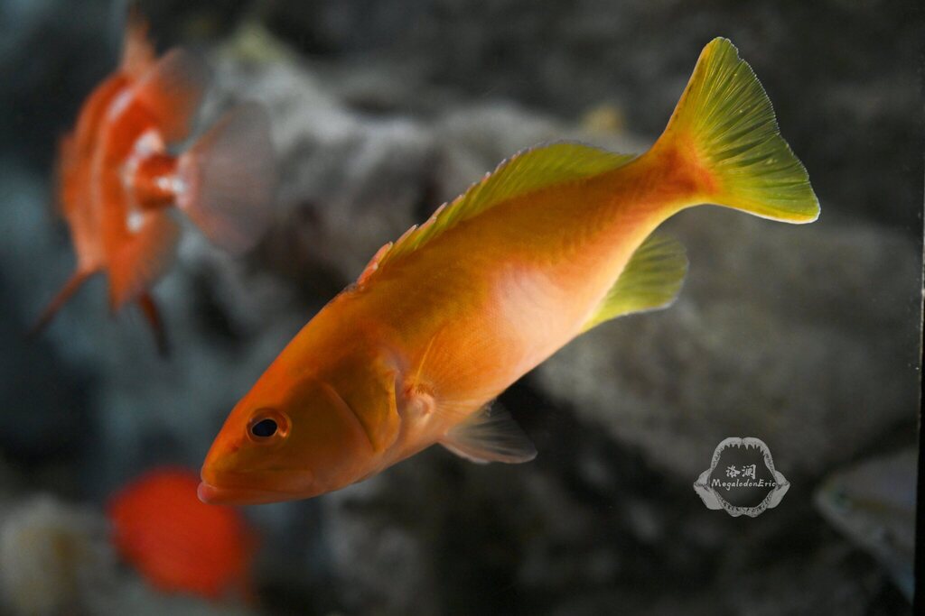 Golden Grouper