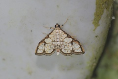 Hileithia obliqualis