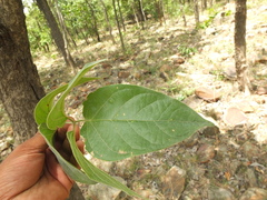 Dolichandrone atrovirens