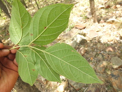 Dolichandrone atrovirens