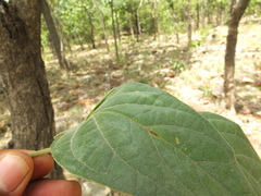 Dolichandrone atrovirens