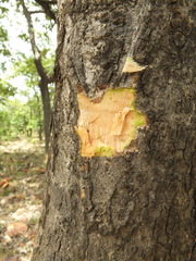 Dolichandrone atrovirens