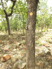 Dolichandrone atrovirens