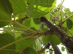 Dolichandrone atrovirens