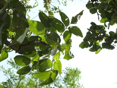 Dolichandrone atrovirens