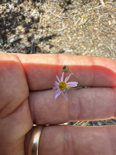 iNaturalist observation photo of Leafy Fleabane