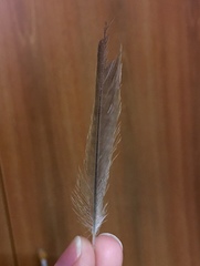 Lanius collurio