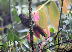 Thripadectes flammulatus