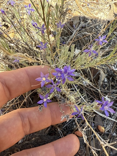 iNaturalist observation photo of giant woollystar