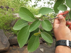 Ficus mollis