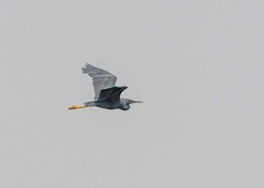 Egretta vinaceigula
