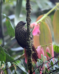 Thripadectes flammulatus