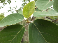 Ficus mollis
