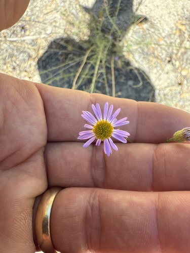 iNaturalist observation photo of Leafy Fleabane