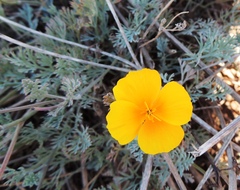 Eschscholzia californica maritima