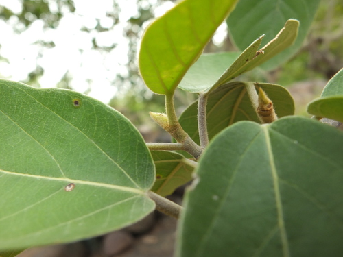 Image of Ficus mollis by (c) Siddarth Machado, some rights reserved (CC BY)