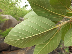 Ficus mollis