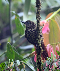 Thripadectes flammulatus