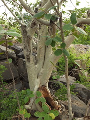 Ficus mollis