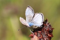 Polyommatus dolus
