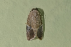Gonodes
