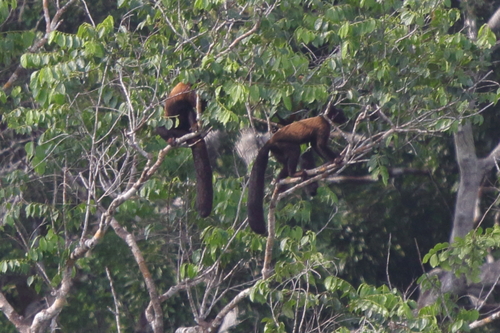 Guianan Bearded Saki