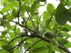 Gardenia resinifera