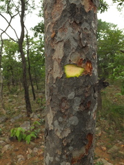 Gardenia resinifera