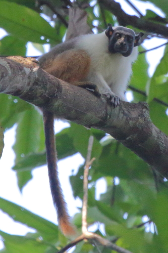 Pied Tamarin