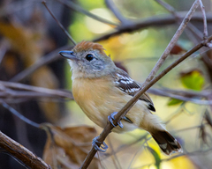 Planalto Slaty-Antshrike photo 5