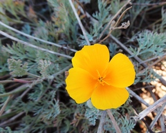 Eschscholzia californica maritima