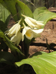Jewel Orchid (Geodorum)