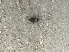 Lluciapomaresius asturiensis